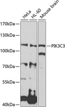 Western blot - PIK3C3 antibody (A0952)