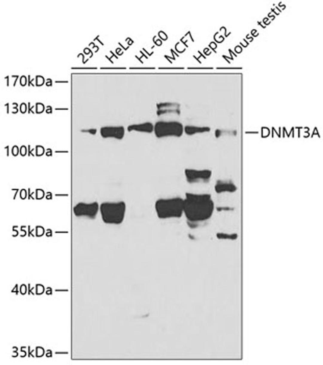 Western blot - DNMT3A antibody (A2065)