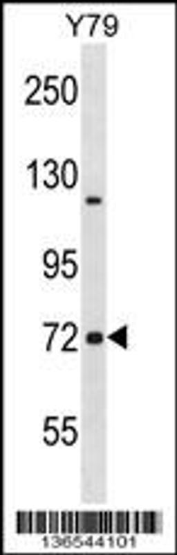 Western blot analysis in Y79 cell line lysates (35ug/lane).