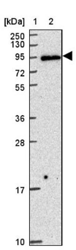 Western Blot: ZW10 Antibody [NBP2-38644] - Lane 1: Marker [kDa] 250, 130, 95, 72, 55, 36, 28, 17, 10<br/>Lane 2: RT-4