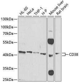 Western blot - CD38 Antibody (A1680)