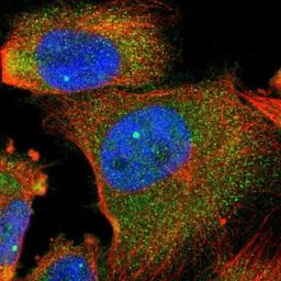 Immunocytochemistry/Immunofluorescence: PLEKHA2 Antibody [NBP1-90655] - Immunofluorescent staining of human cell line U-251MG shows positivity in nucleus & cytoplasm.