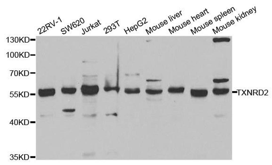 Western blot analysis of extracts of various cell lines using TXNRD2 antibody