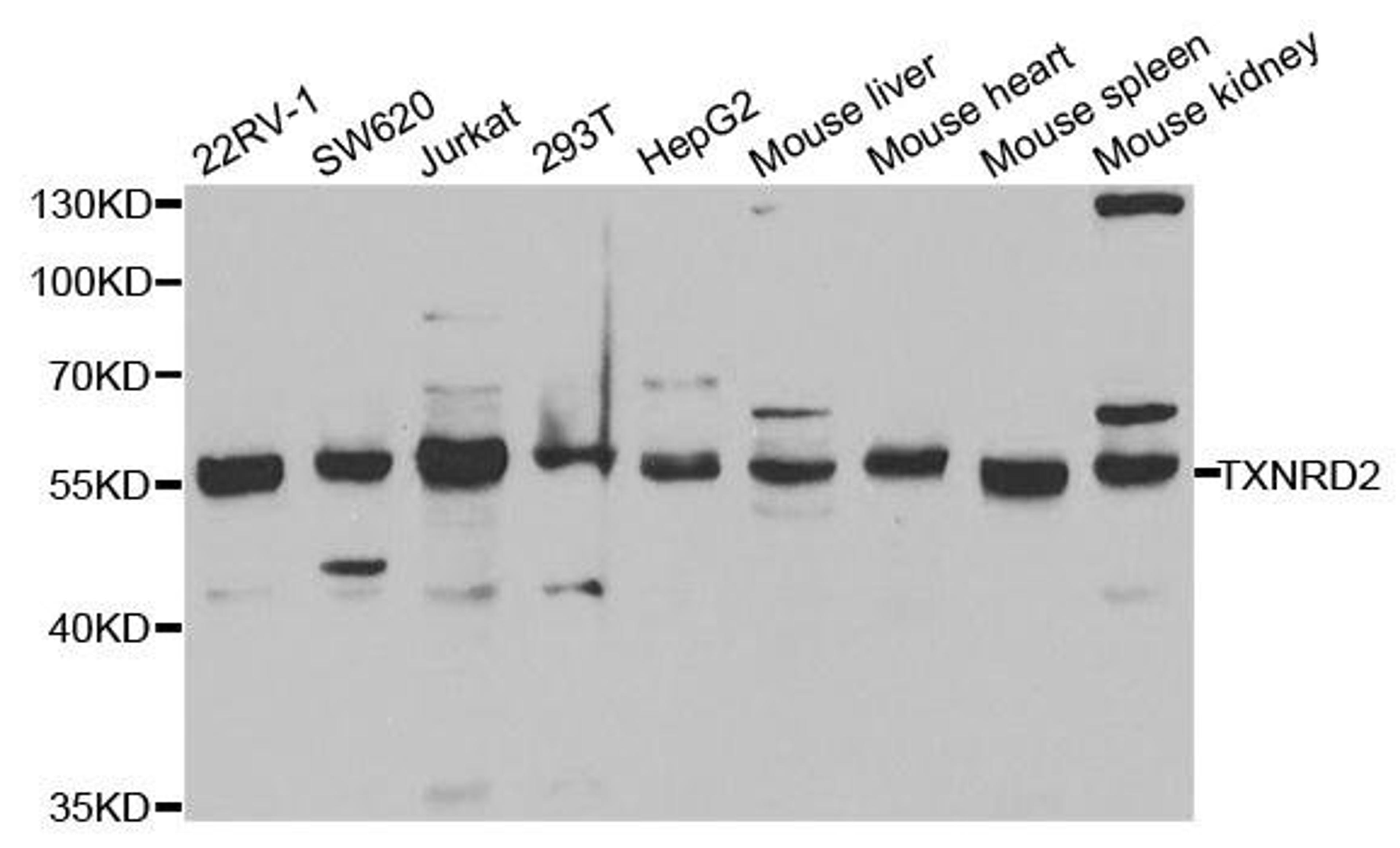 Western blot analysis of extracts of various cell lines using TXNRD2 antibody