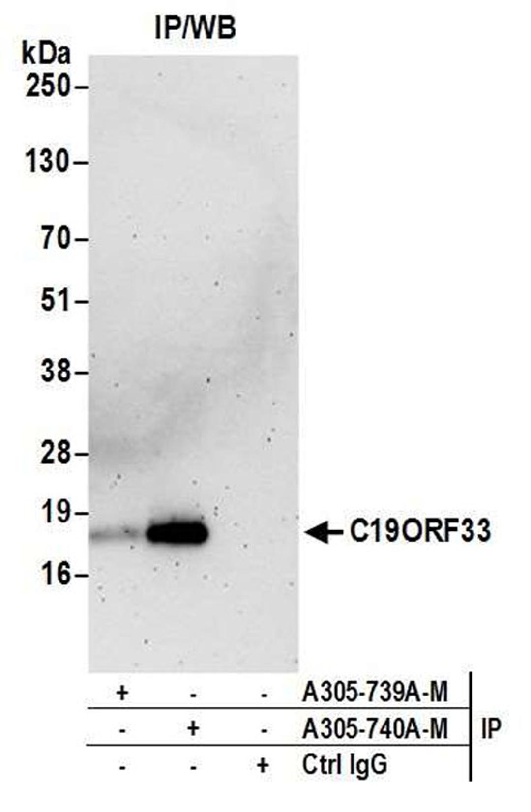 Detection of human C19ORF33 by WB of IP.