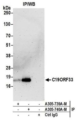 Detection of human C19ORF33 by WB of IP.