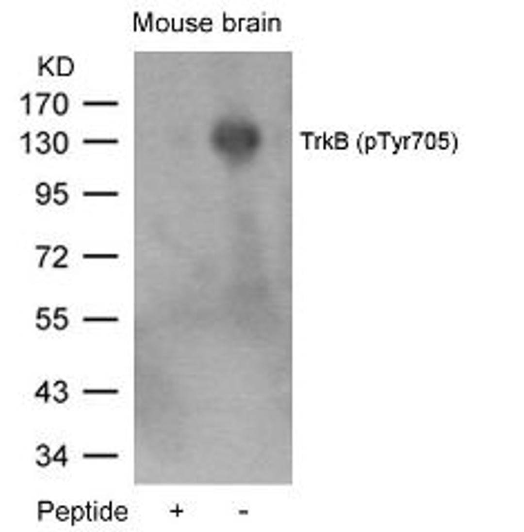 Western blot analysis of lysed extracts from mouse brain tissue using TrkB (Phospho-Tyr705).