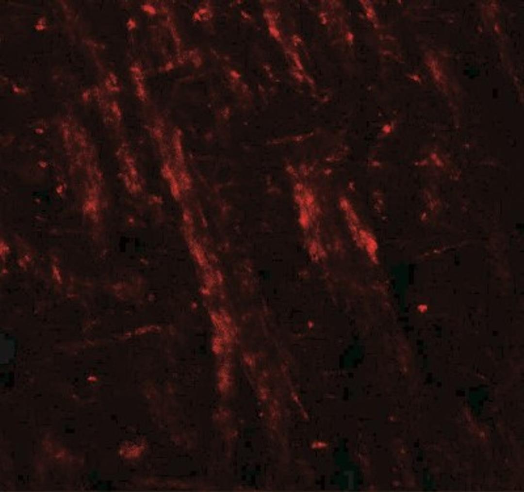 Immunofluorescence: Neuroligin 2/NLGN2 Antibody [NBP2-41299] - Mouse brain tissue with NLGN2 antibody at 20 ug/ml.