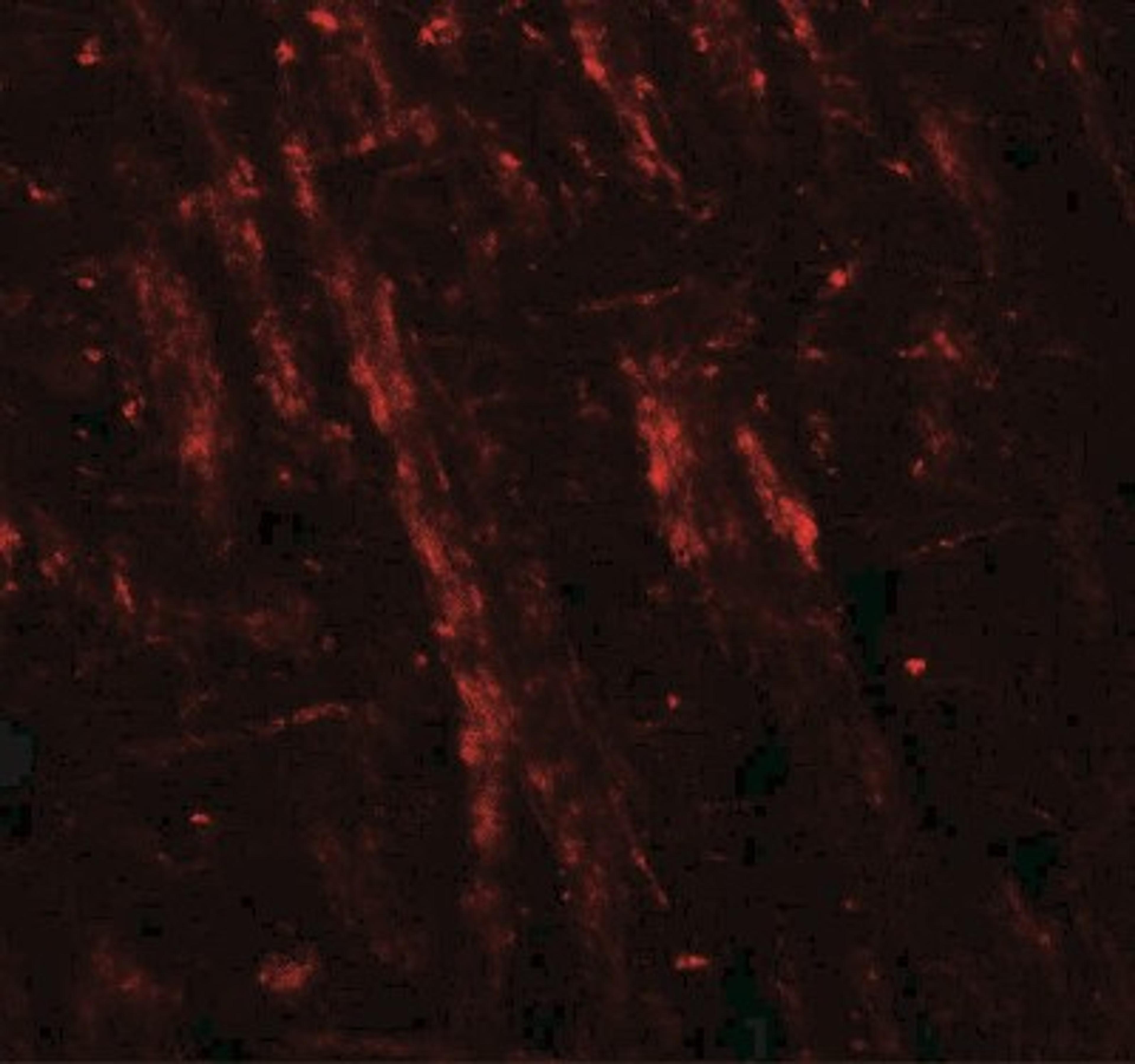 Immunofluorescence: Neuroligin 2/NLGN2 Antibody [NBP2-41299] - Mouse brain tissue with NLGN2 antibody at 20 ug/ml.