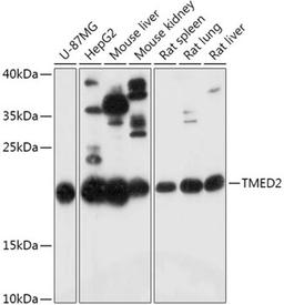 Western blot - TMED2 antibody (A17622)