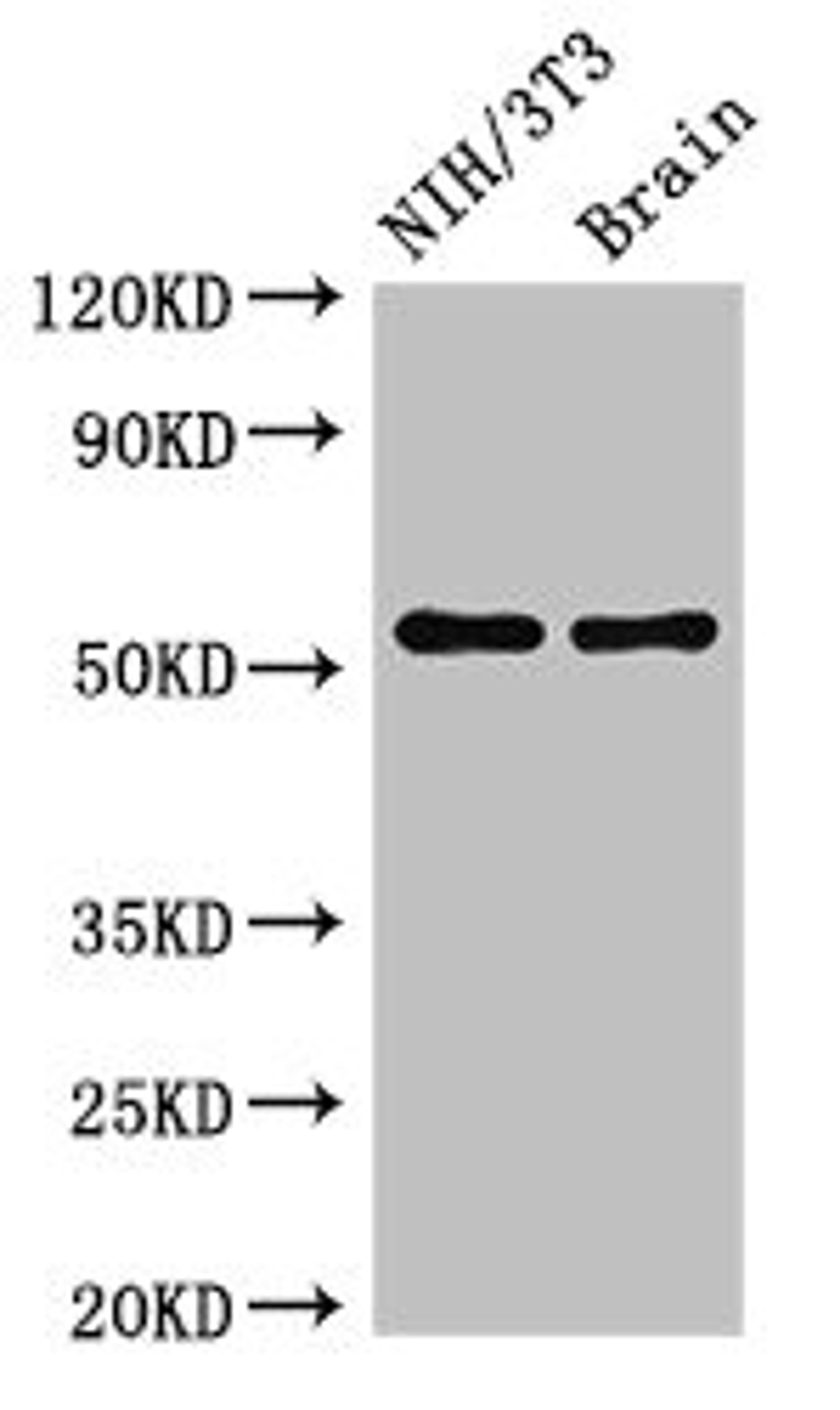 Western Blot. Positive WB detected in: NIH/3T3 whole cell lysate, Mouse brain tissue. All lanes: OLFM1 antibody at 2.5ug/ml. Secondary. Goat polyclonal to rabbit IgG at 1/50000 dilution. Predicted band size: 56, 18, 55, 16, 53 kDa. Observed band size: 56 kDa. 