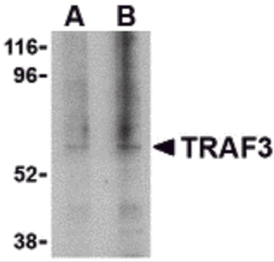 Western blot analysis of TRAF3 in 3T3 cell lysate with TRAF3 antibody at (A) 1, and (B) 2 μg/mL.