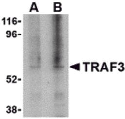Western blot analysis of TRAF3 in 3T3 cell lysate with TRAF3 antibody at (A) 1, and (B) 2 μg/mL.