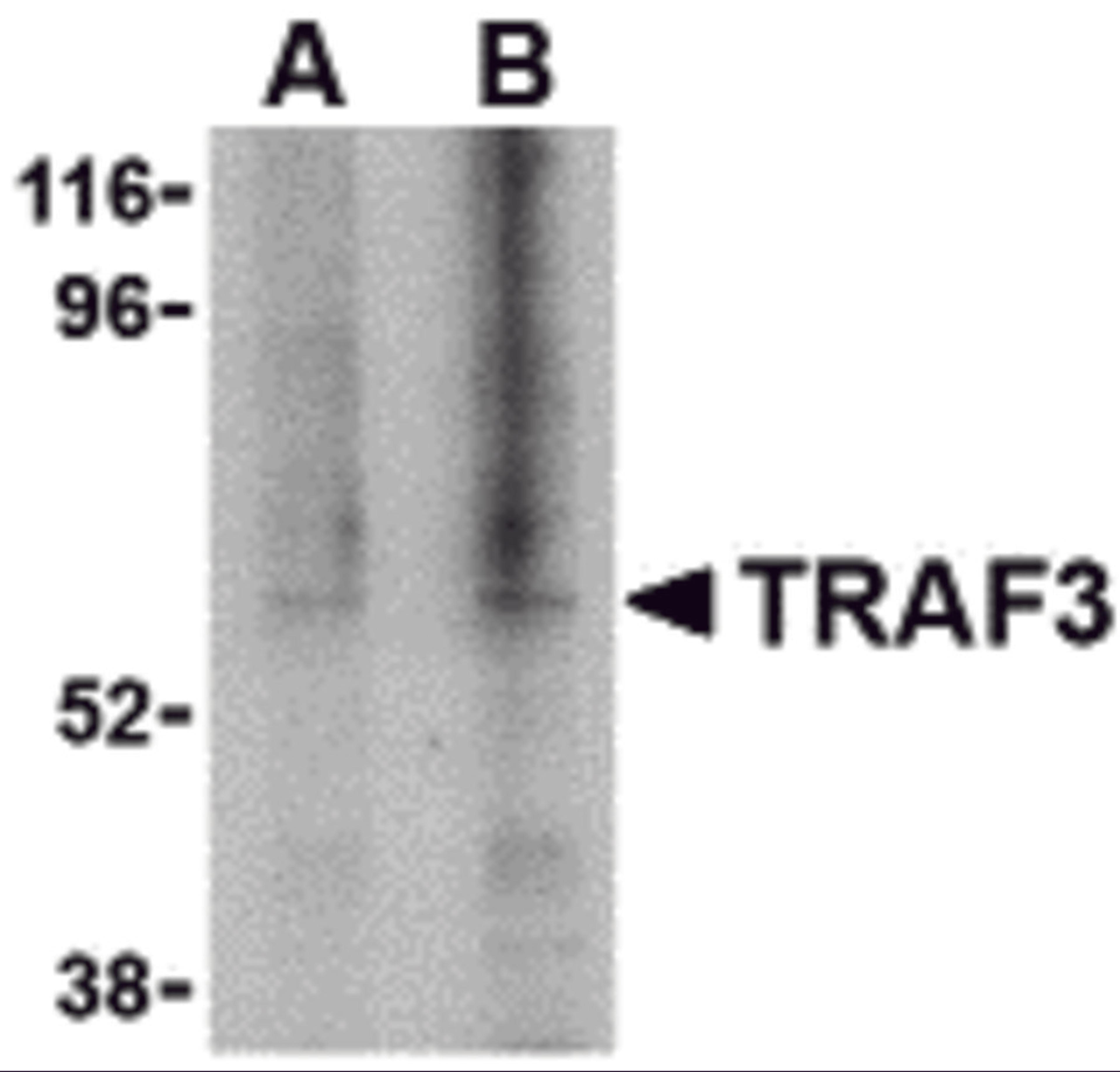 Western blot analysis of TRAF3 in 3T3 cell lysate with TRAF3 antibody at (A) 1, and (B) 2 μg/mL.