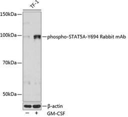 Western blot - Phospho-STAT5A-Y694 Rabbit mAb (AP0758)