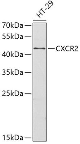 Western blot - CXCR2 antibody (A2889)