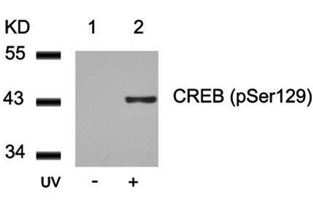 Western blot analysis of CREB(Phospho-Ser129) antibody in 293 cells lysates