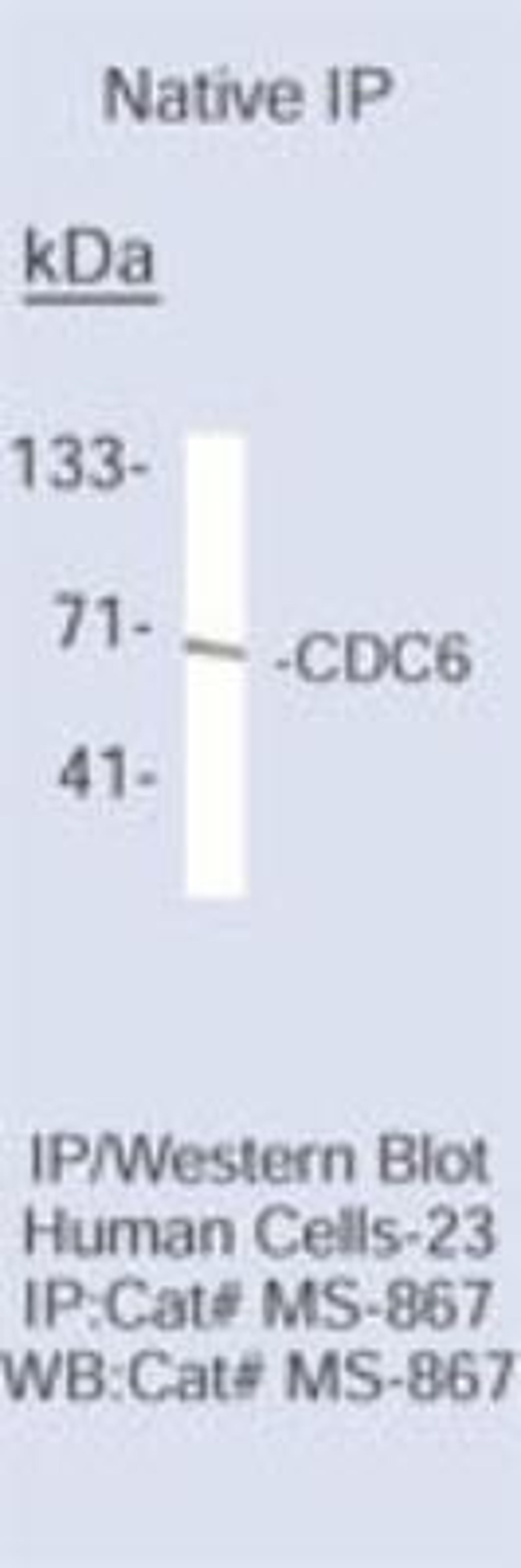 Immunoprecipitation: Cdc6 Antibody (DCS-180) [NB200-581]