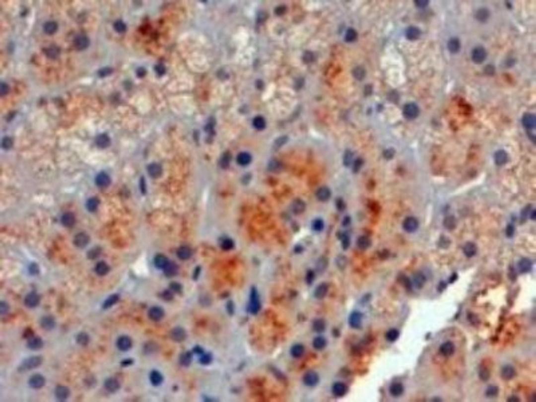 Immunohistochemistry-Paraffin: POMC Antibody [NB100-1533] - staining of paraffin embedded Human Adrenal Gland. Steamed antigen retrieval with citrate buffer pH 6, HRP-staining.