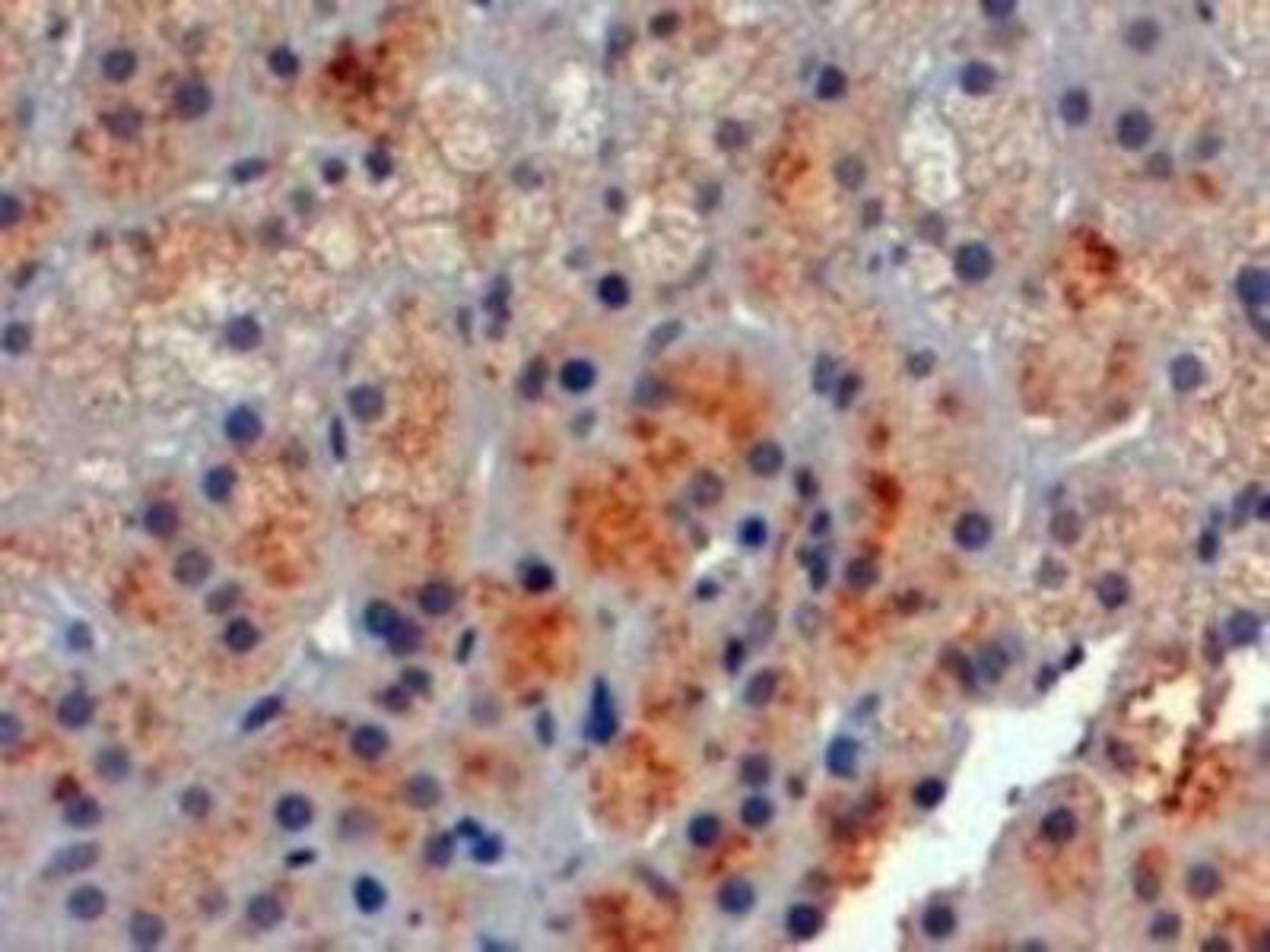 Immunohistochemistry-Paraffin: POMC Antibody [NB100-1533] - staining of paraffin embedded Human Adrenal Gland. Steamed antigen retrieval with citrate buffer pH 6, HRP-staining.