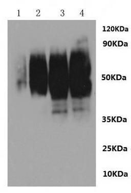 CSB-MP020651RA is detected by Mouse anti-6*His monoclonal antibody.