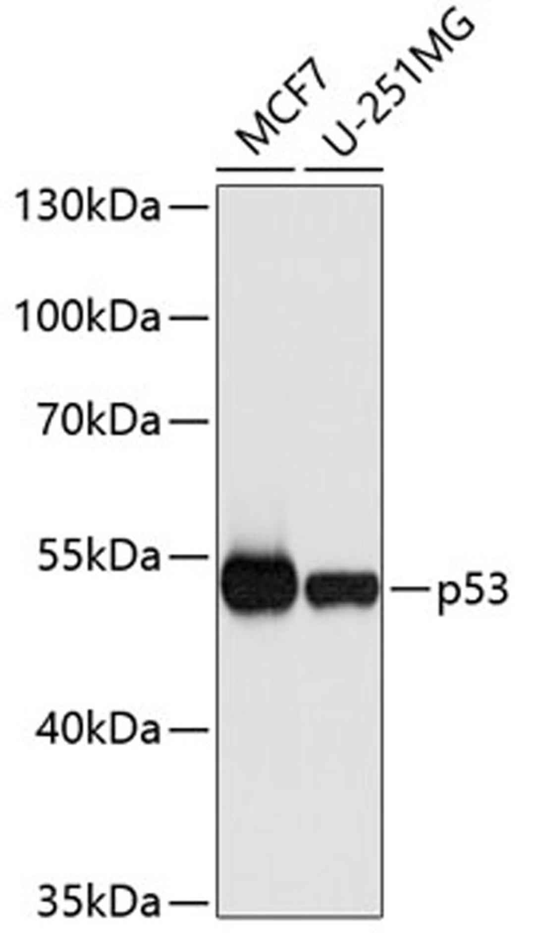 Western blot - p53 antibody (A0263)