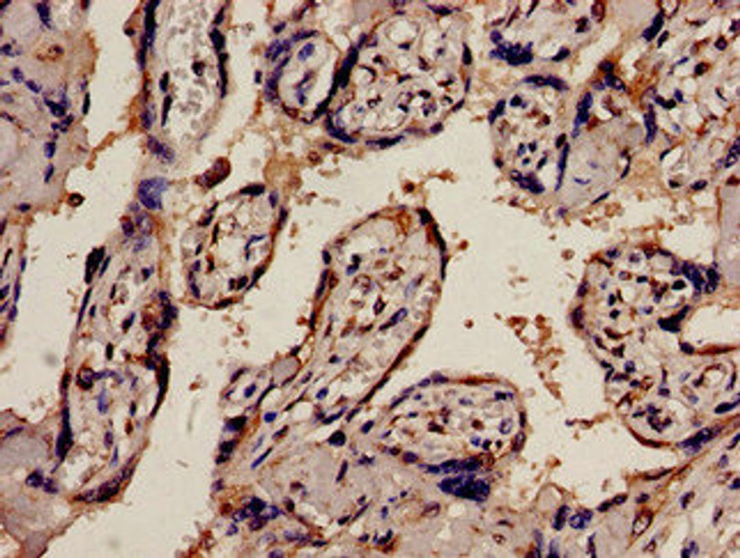 Immunohistochemistry analysis of human placenta tissue using CSB-PA017793LA01HU at dilution of 1:100