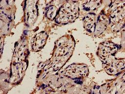 Immunohistochemistry analysis of human placenta tissue using CSB-PA017793LA01HU at dilution of 1:100