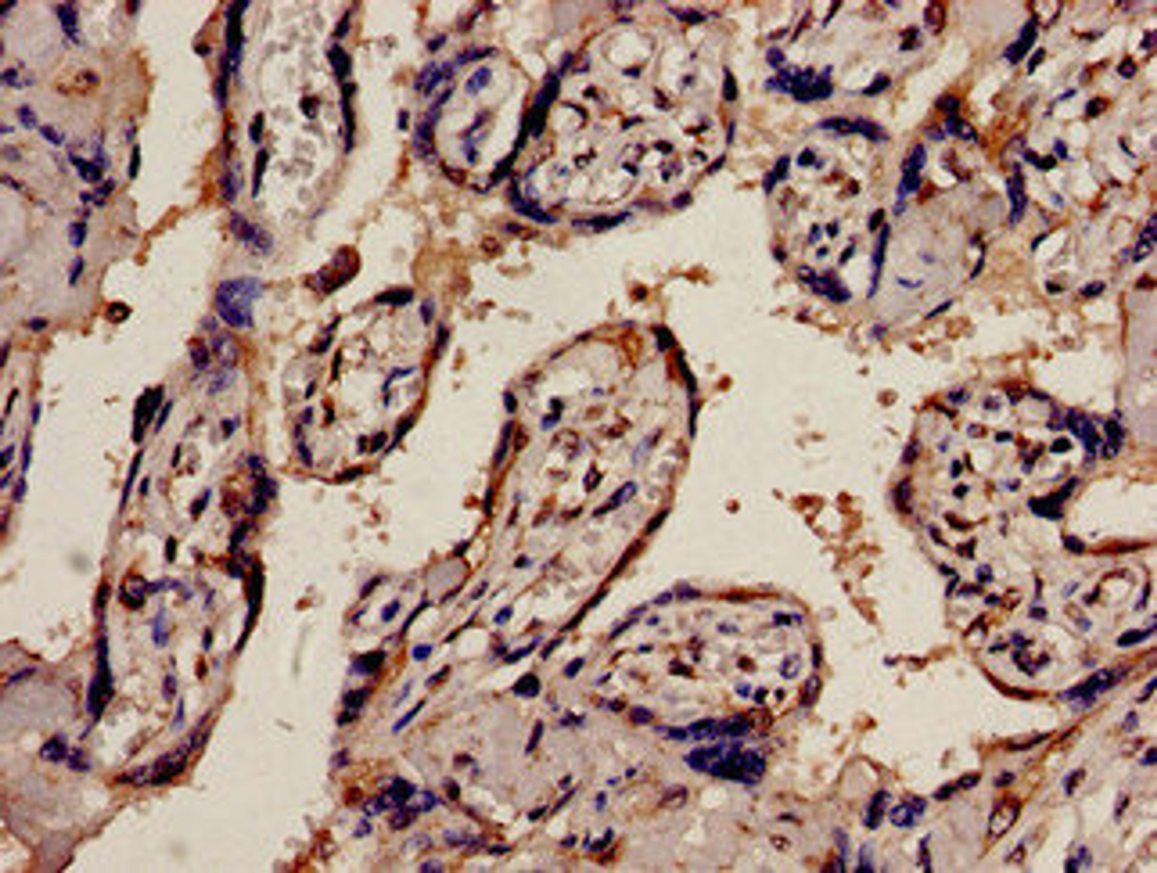 Immunohistochemistry analysis of human placenta tissue using CSB-PA017793LA01HU at dilution of 1:100