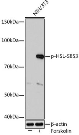 Western blot - Phospho-HSL-S853 Rabbit mAb (AP1151)