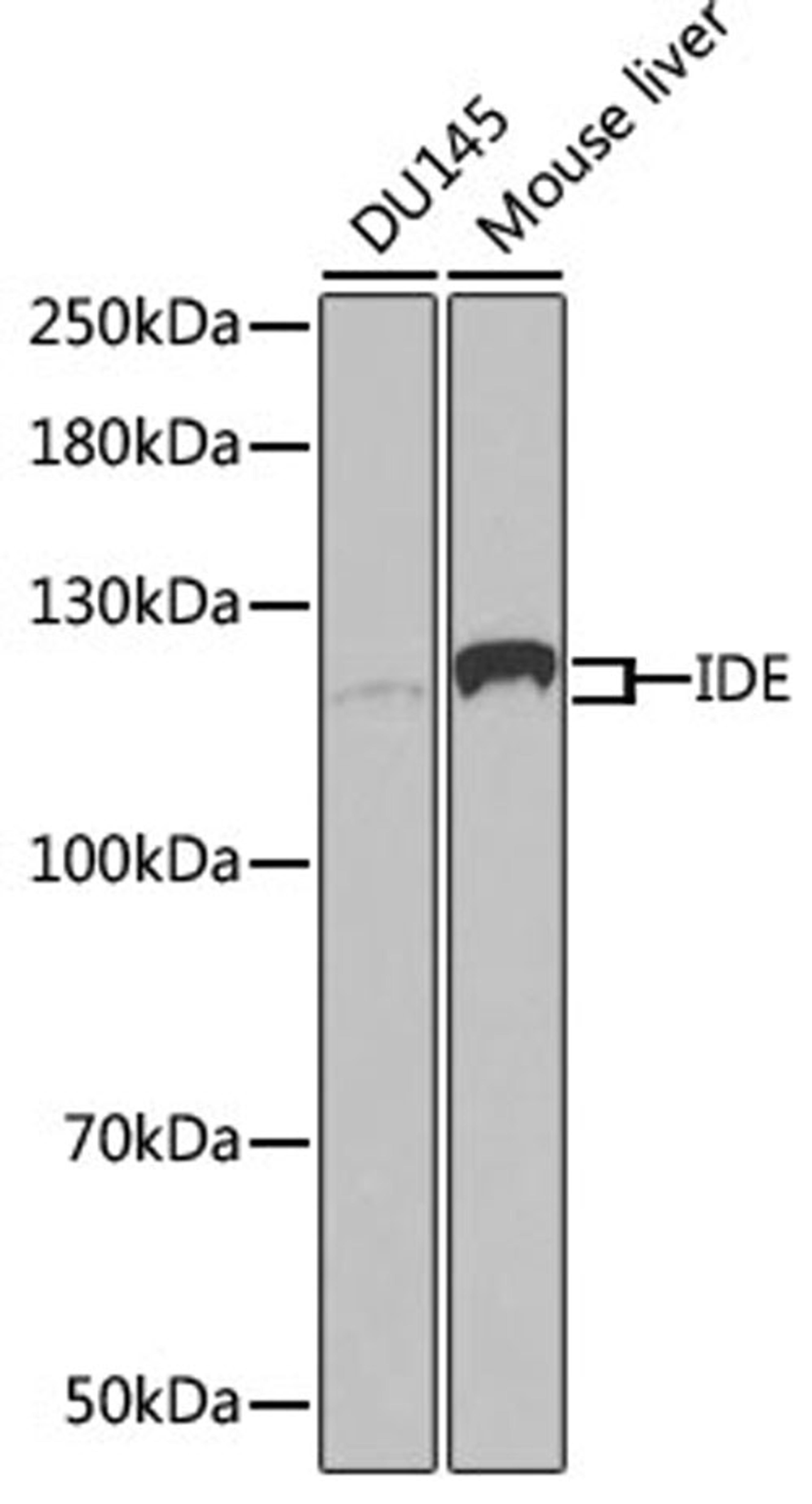 Western blot - IDE antibody (A1630)