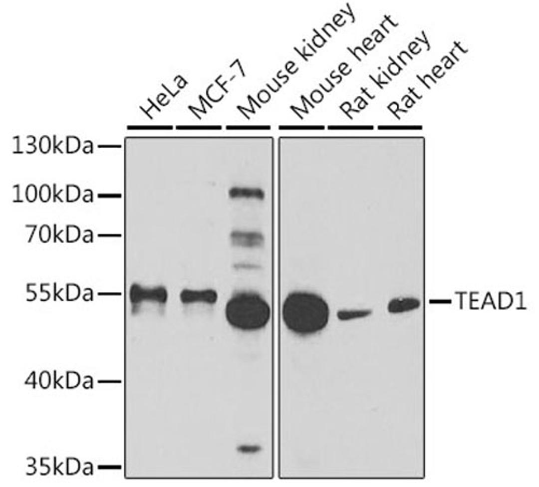 Western blot - TEAD1 antibody (A6768)