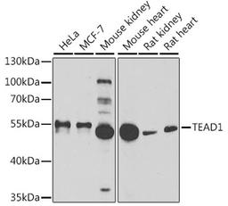 Western blot - TEAD1 antibody (A6768)