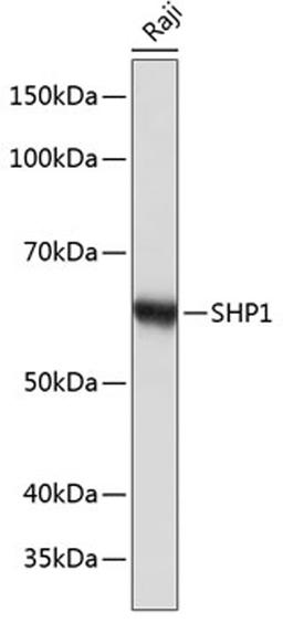 Western blot - SHP1 antibody (A19111)