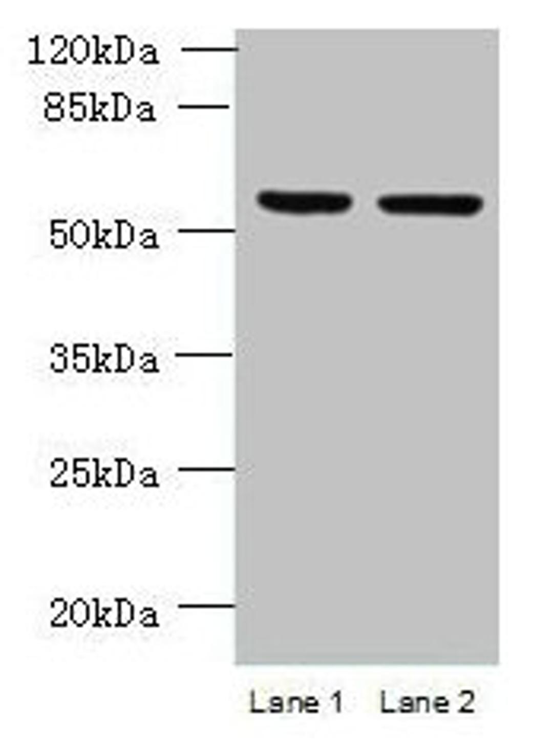 Western blot. All lanes: UFSP2 antibody at 4ug/ml. Lane 1: HepG2 whole cell lysate. Lane 2: NIH/3T3 whole cell lysate. Secondary. Goat polyclonal to rabbit IgG at 1/10000 dilution. Predicted band size: 54 kDa. Observed band size: 54 kDa.