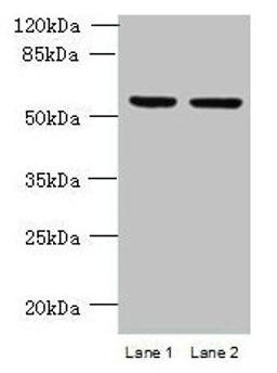 Western blot. All lanes: UFSP2 antibody at 4ug/ml. Lane 1: HepG2 whole cell lysate. Lane 2: NIH/3T3 whole cell lysate. Secondary. Goat polyclonal to rabbit IgG at 1/10000 dilution. Predicted band size: 54 kDa. Observed band size: 54 kDa.