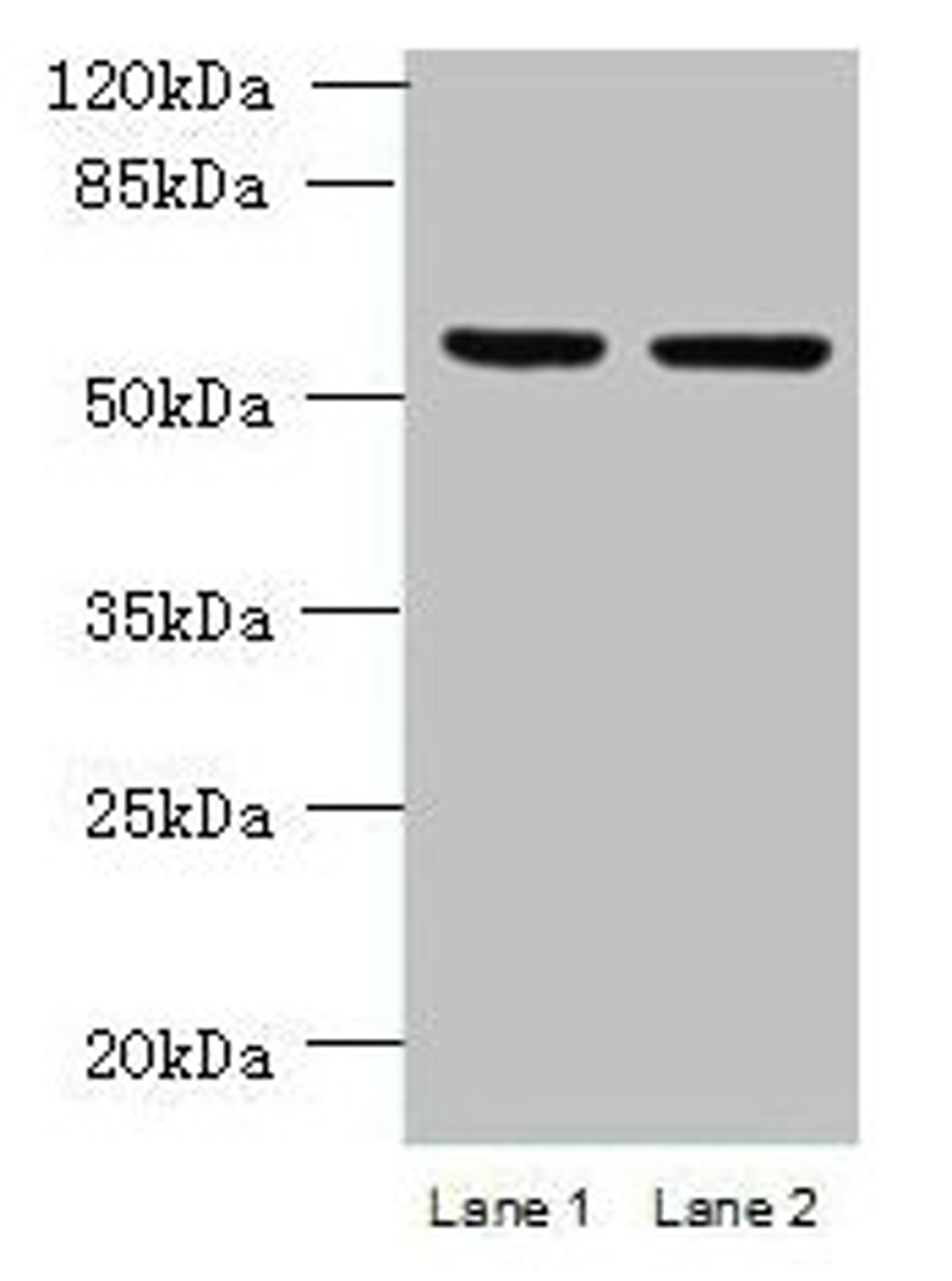 Western blot. All lanes: UFSP2 antibody at 4ug/ml. Lane 1: HepG2 whole cell lysate. Lane 2: NIH/3T3 whole cell lysate. Secondary. Goat polyclonal to rabbit IgG at 1/10000 dilution. Predicted band size: 54 kDa. Observed band size: 54 kDa.