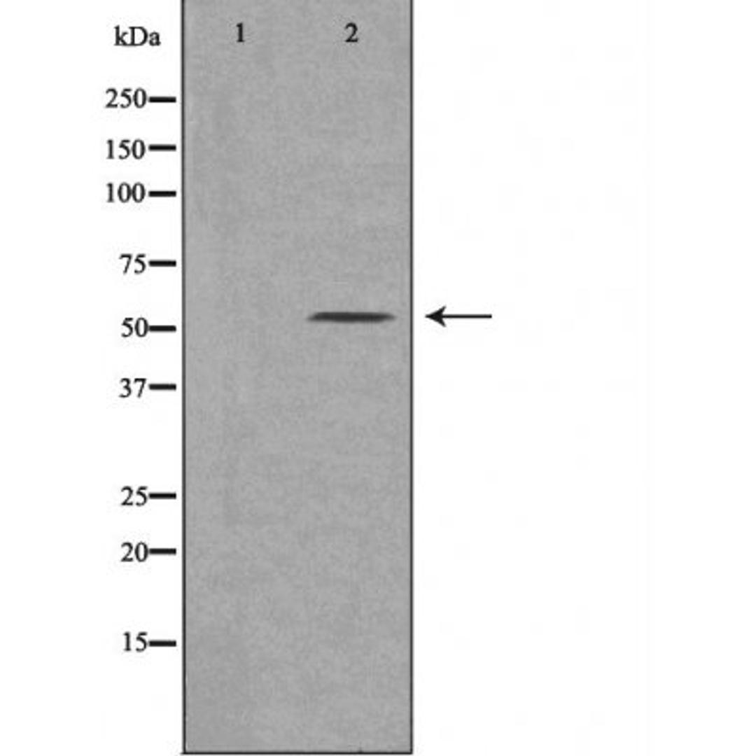 Western blot analysis of 293 cells using 21A2 (Cytochrome P450) antibody