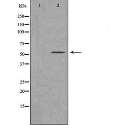 Western blot analysis of 293 cells using 21A2 (Cytochrome P450) antibody