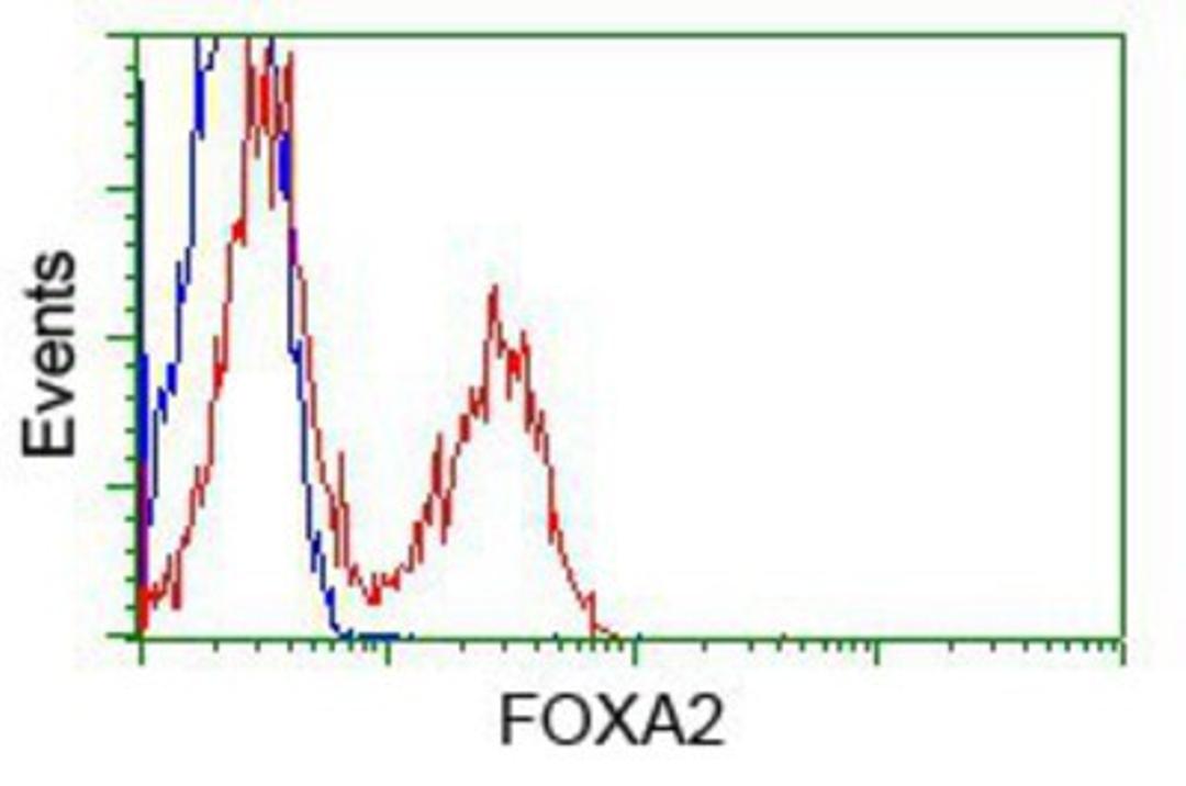 Flow Cytometry: FOXA2 Antibody (3C10) [NBP2-02088] - HEK293T cells transfected with either pCMV6-ENTRY FOXA2.(Red) or empty vector control plasmid (Blue) were immunostained with anti-FOXA2 mouse monoclonal, and then analyzed by flow cytometry.