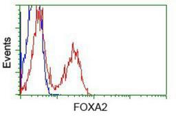 Flow Cytometry: FOXA2 Antibody (3C10) [NBP2-02088] - HEK293T cells transfected with either pCMV6-ENTRY FOXA2.(Red) or empty vector control plasmid (Blue) were immunostained with anti-FOXA2 mouse monoclonal, and then analyzed by flow cytometry.