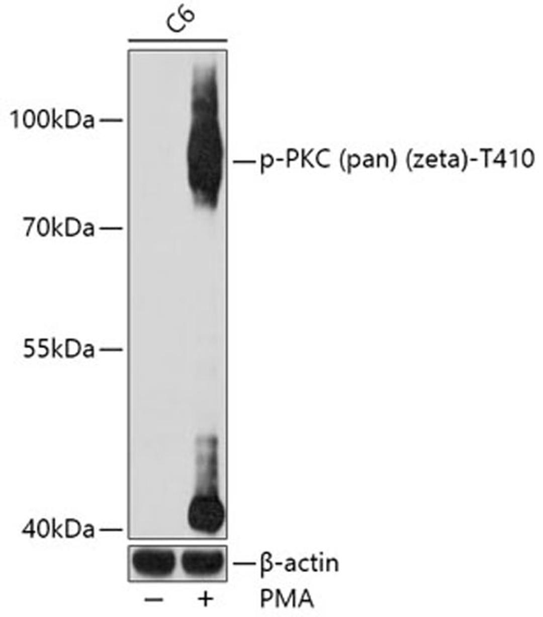 Western blot - Phospho-PKC (pan) (zeta)-T410 antibody (AP0520)