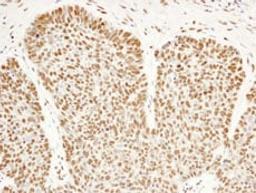 Detection of human FIP1 by immunohistochemistry.