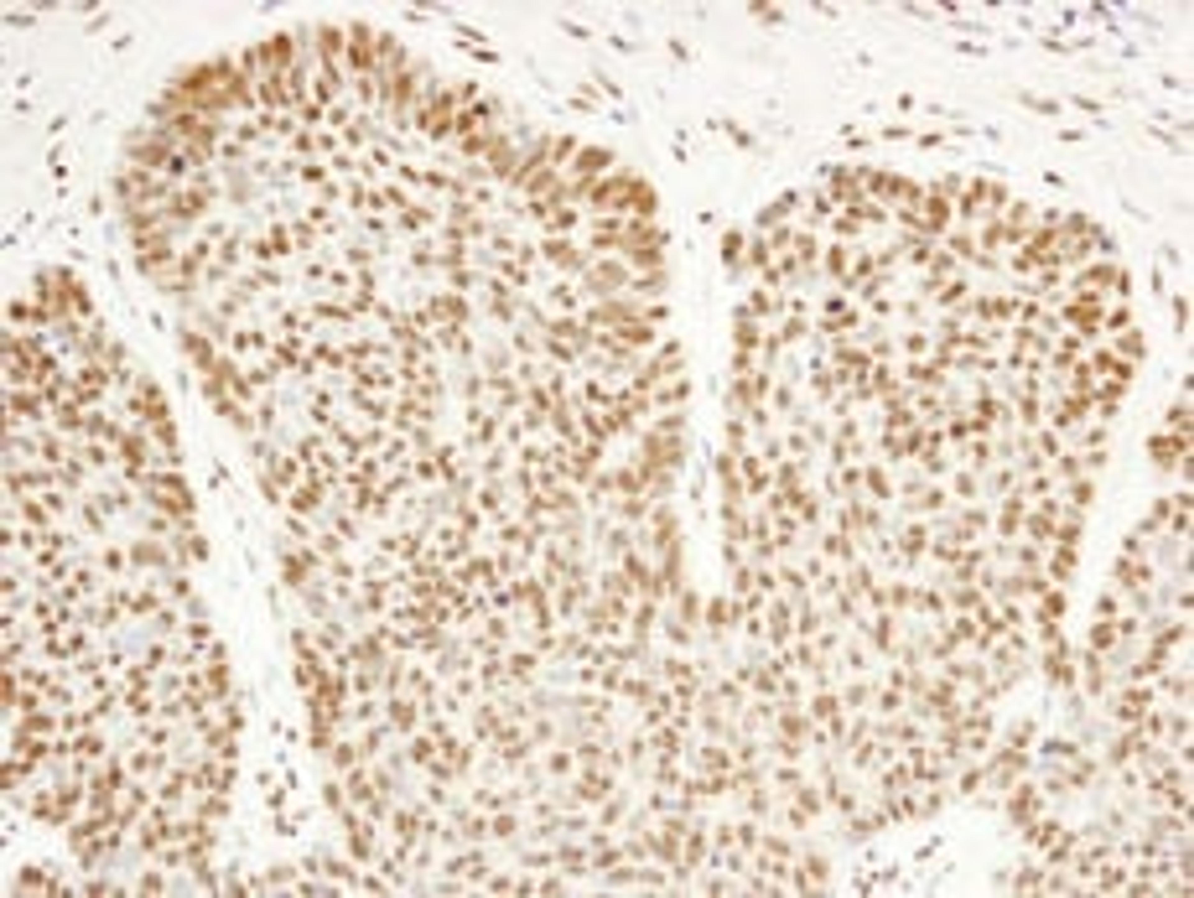 Detection of human FIP1 by immunohistochemistry.