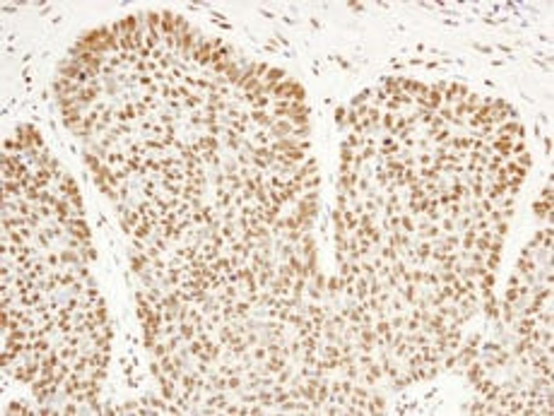 Detection of human FIP1 by immunohistochemistry.