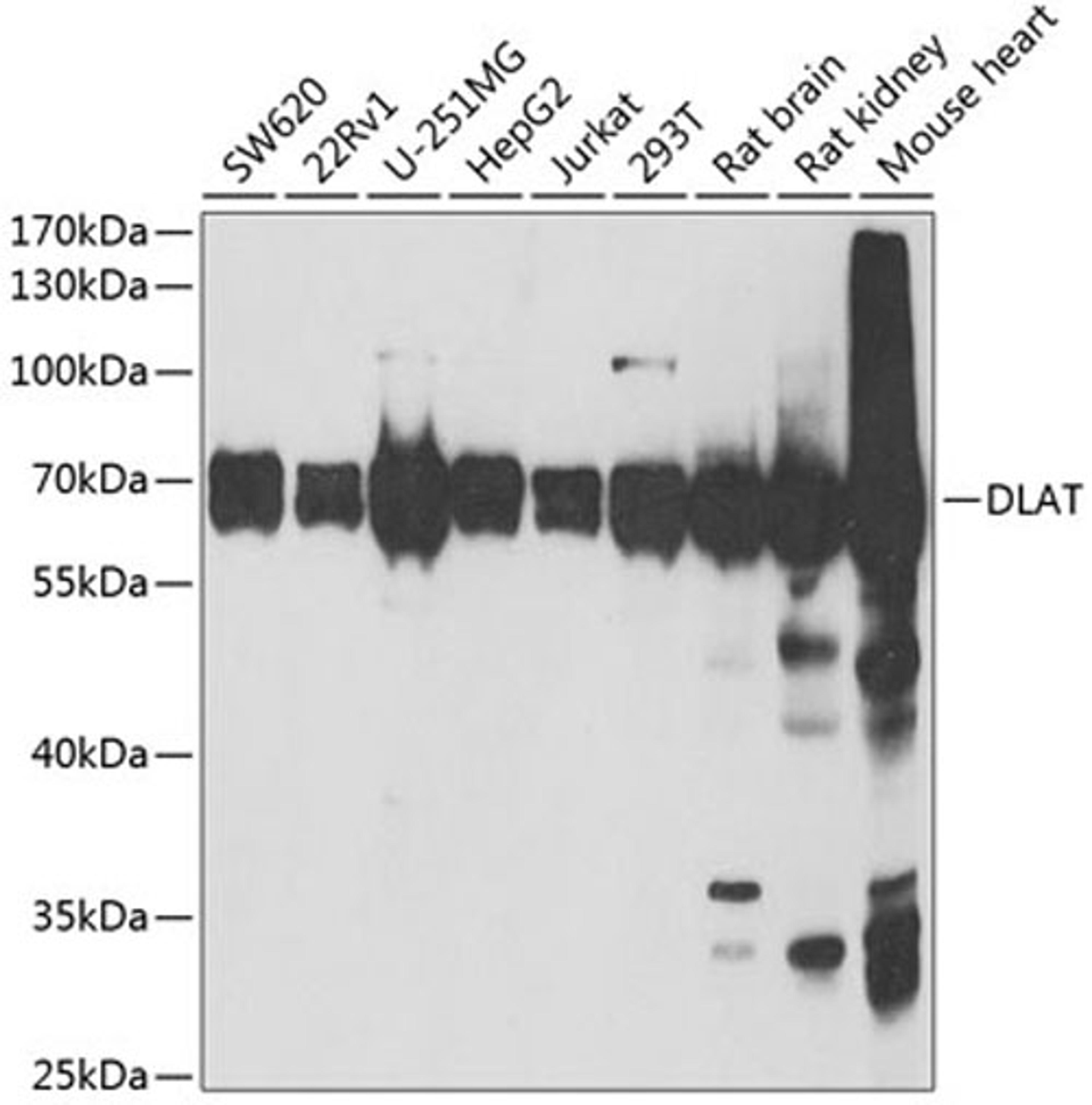 Western blot - DLAT antibody (A6288)