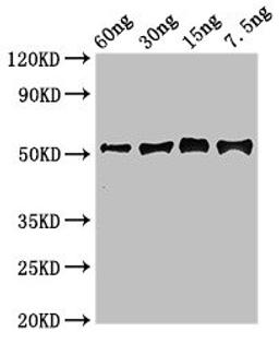 Western Blot. Positive WB detected in Recombinant protein. All lanes: Gamma-glutamy antibody at 2.7ug/ml. Secondary. Goat polyclonal to rabbit IgG at 1/50000 dilution. predicted band size: 52 kDa. observed band size: 52 kDa. 