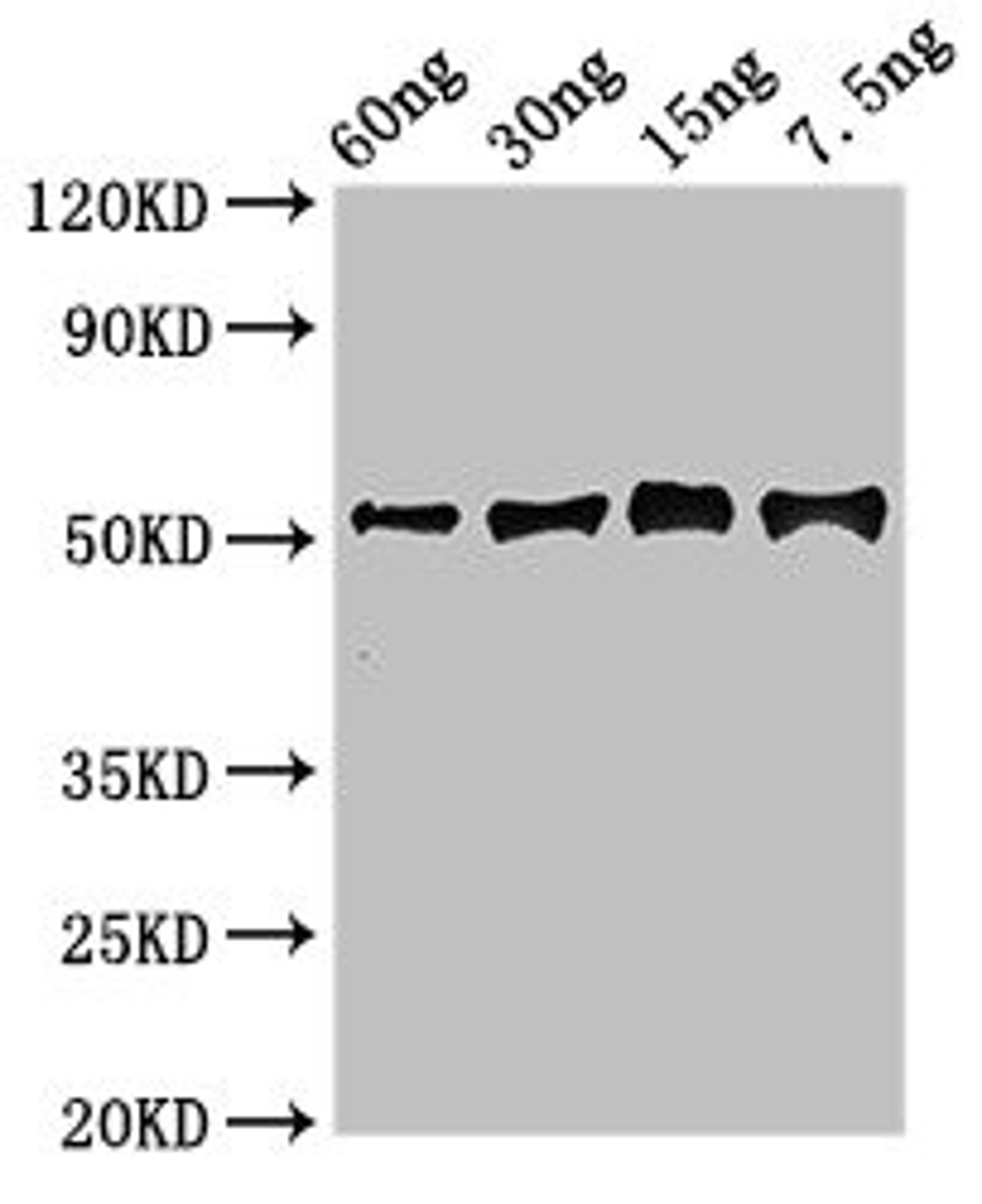 Western Blot. Positive WB detected in Recombinant protein. All lanes: Gamma-glutamy antibody at 2.7ug/ml. Secondary. Goat polyclonal to rabbit IgG at 1/50000 dilution. predicted band size: 52 kDa. observed band size: 52 kDa. 
