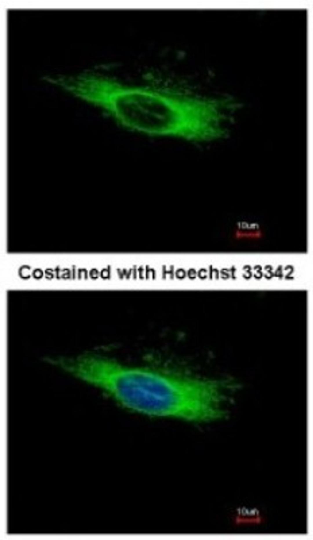 Immunocytochemistry/Immunofluorescence: AFM Antibody [NBP2-15304] - Analysis of methanol-fixed HeLa, using antibody at 1:500 dilution.