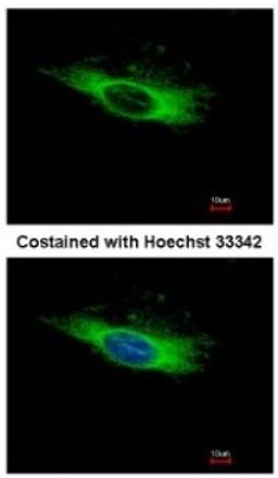 Immunocytochemistry/Immunofluorescence: AFM Antibody [NBP2-15304] - Analysis of methanol-fixed HeLa, using antibody at 1:500 dilution.